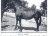 Williamson County Fair Ground